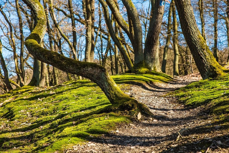 Mystic Trails