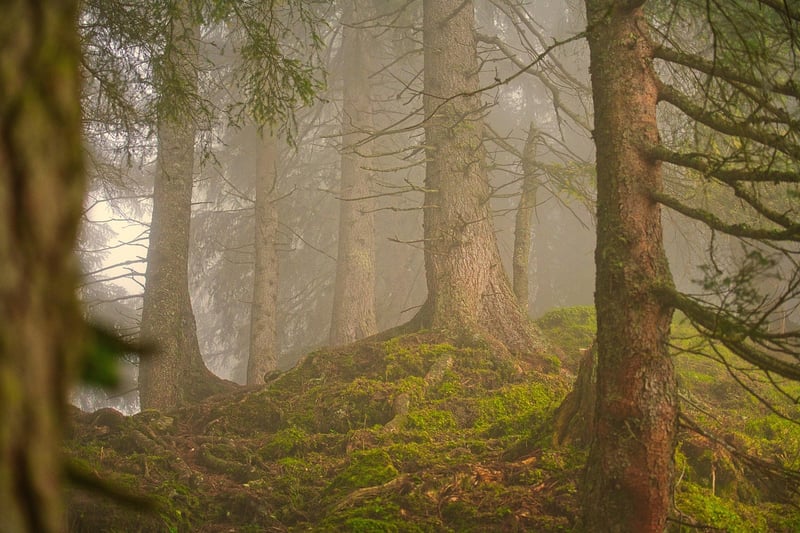 Enchanted Forest Trail