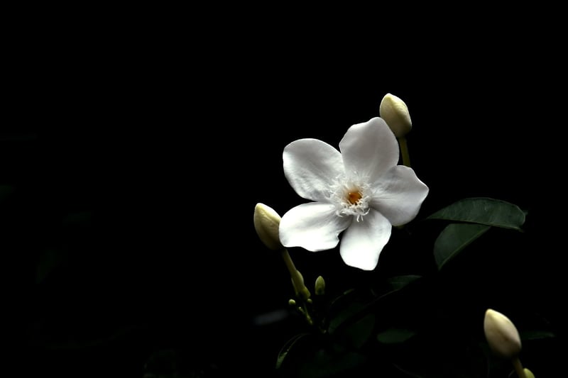 Starlight Jasmine Bush