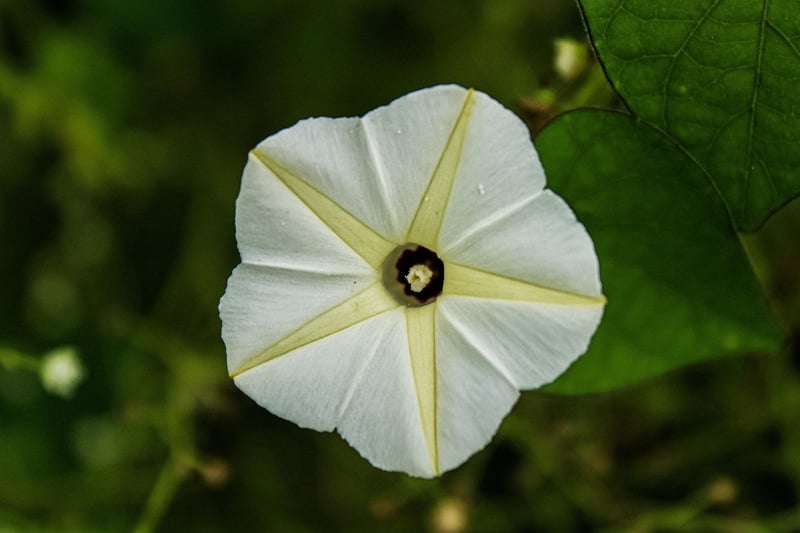 Luminescent Moonflower Vine