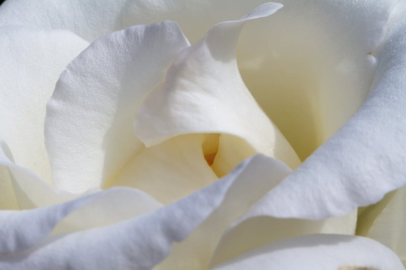 Enchanted Rose Bush