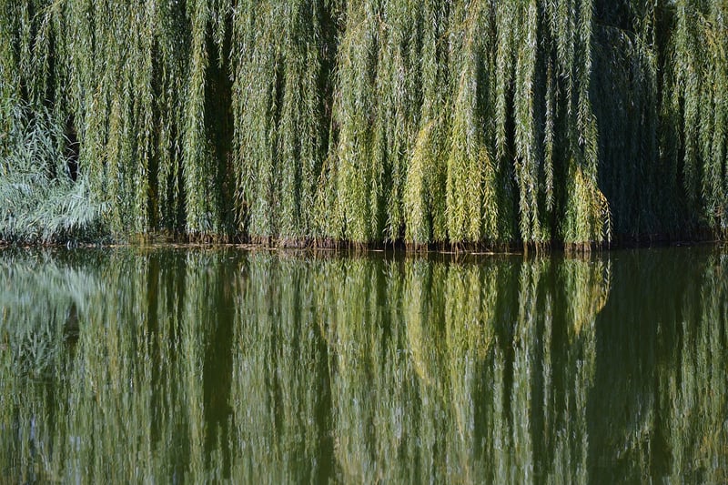 Whispering Willow Tree
